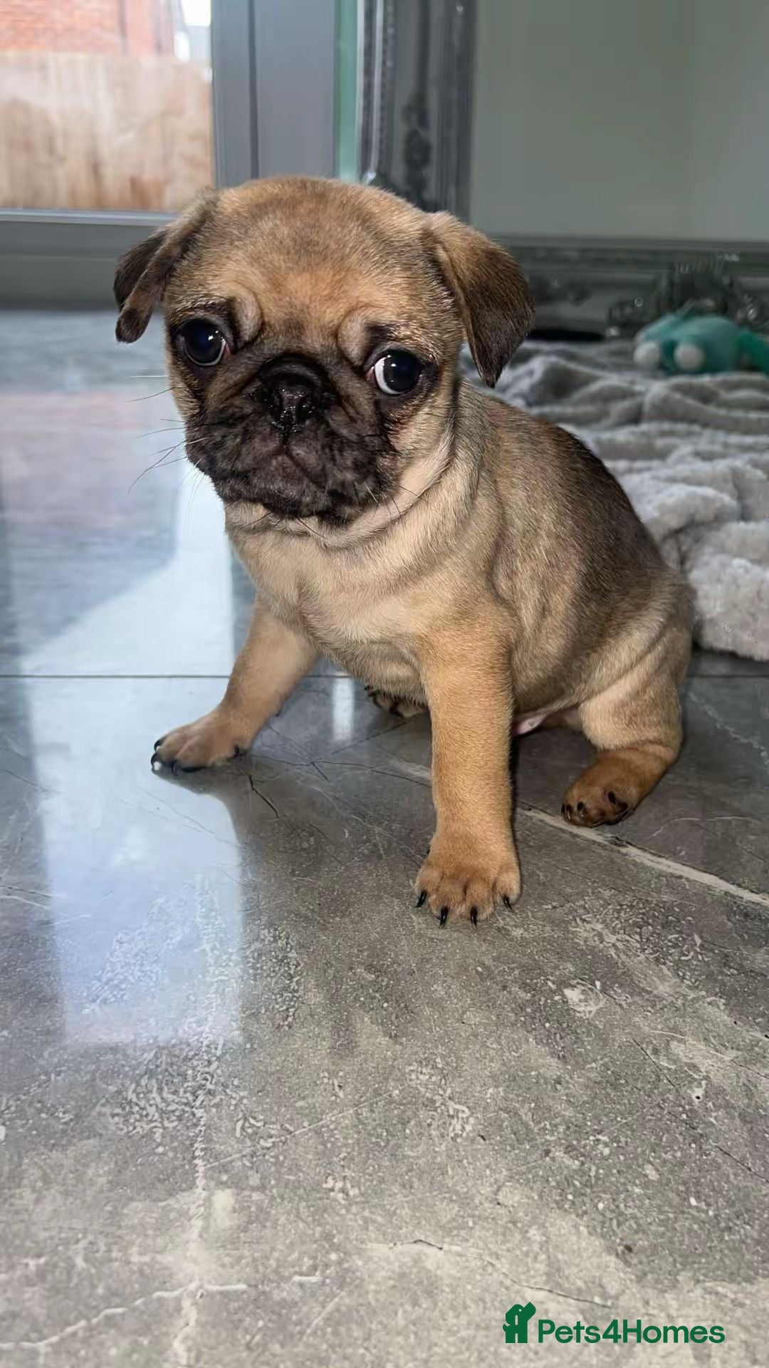 Pug dogs for sale: PUG PUPPYS READY TO GO !!!! - Advert 18
