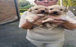 Toy Poodle dogs for sale: Toy Poodle Pups with Lovely Temperaments - Image 20