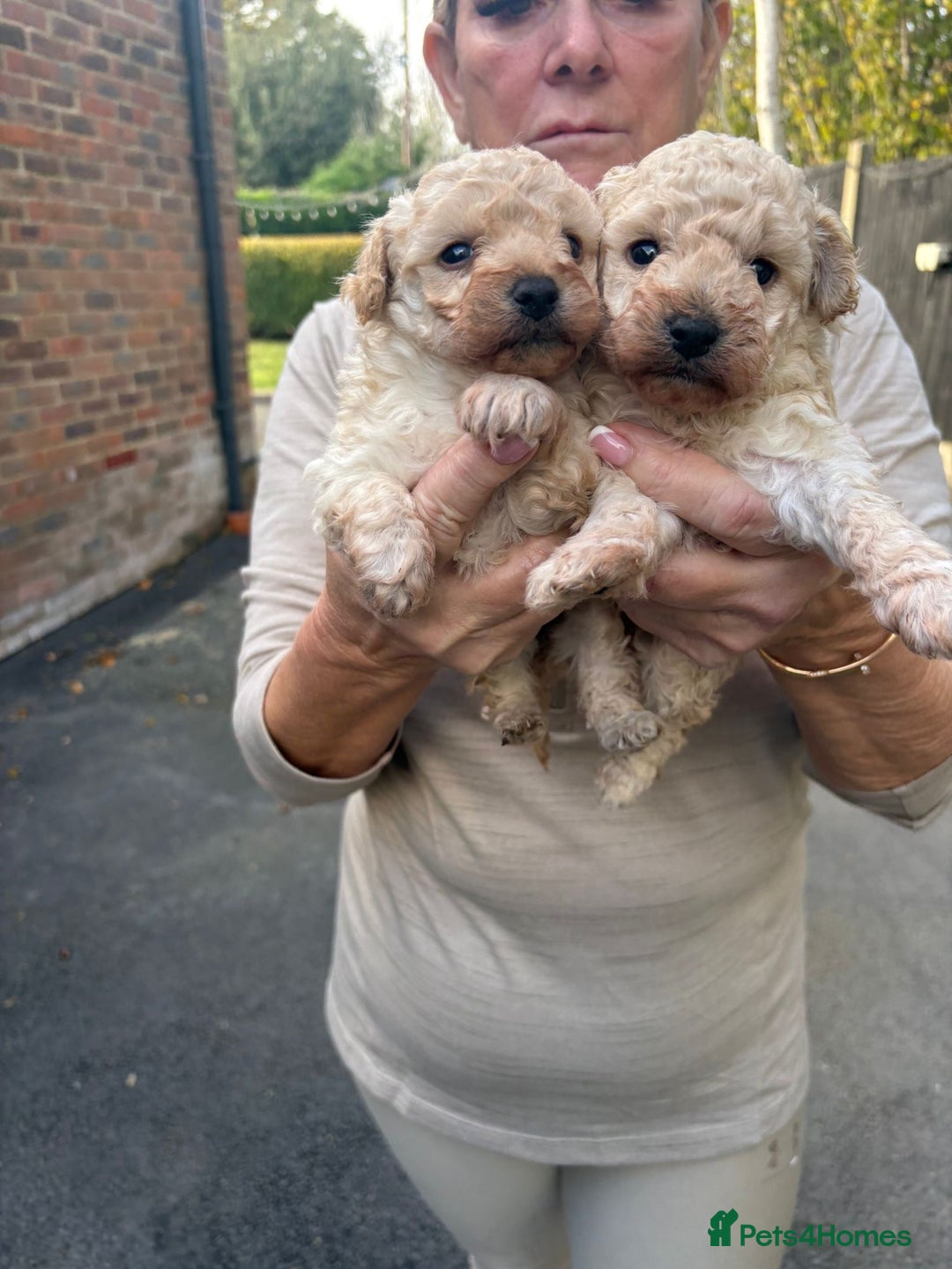 Toy Poodle dogs for sale: Toy Poodle Pups with Lovely Temperaments - Image 20