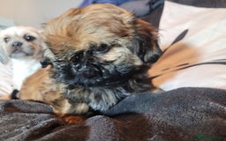 Shih Tzu dogs for sale: One beautiful little girl ready friday - Image 9