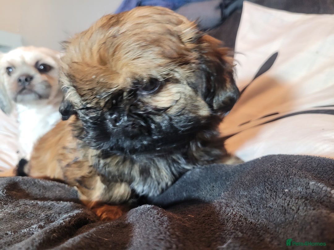 Shih Tzu dogs for sale: One beautiful little girl ready friday - Image 9