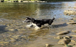 Border Collie dogs for sale: Beautiful 4 month old collie from working family - Image 2