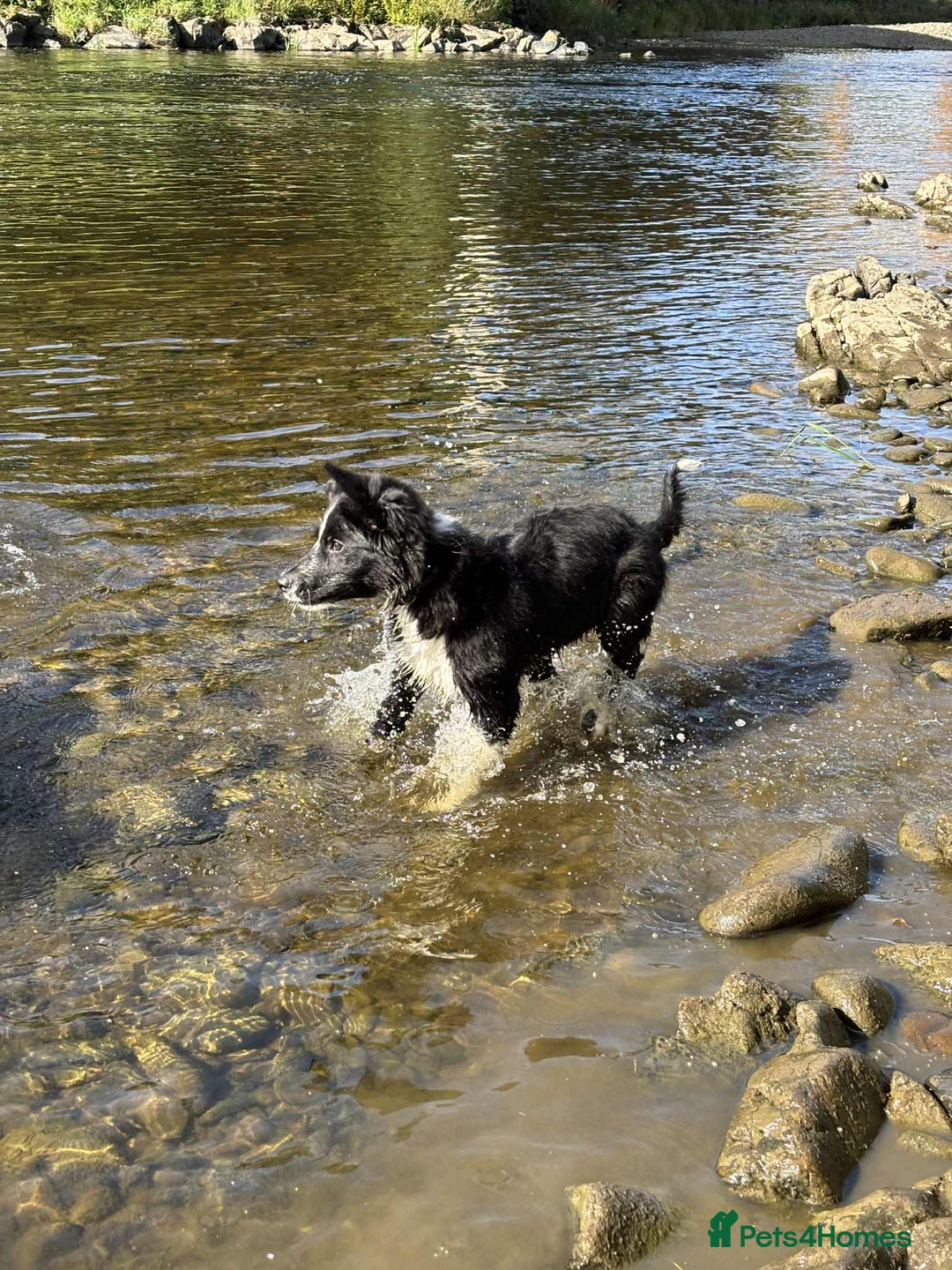 Border Collie dogs for sale: Beautiful 4 month old collie from working family - Image 2