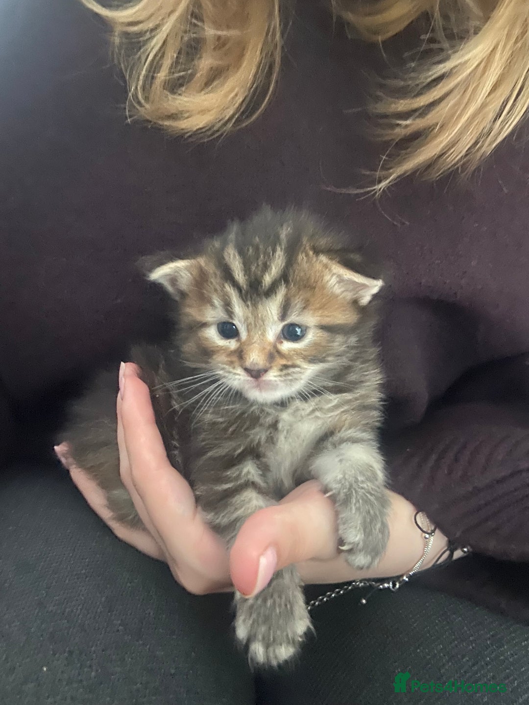 Maine Coon cats for sale: Half Main Coon and Ragdoll - Image 10