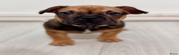 Mixed Breed dogs for sale: French Bulldog x Standard Bully Pups - Advert 2