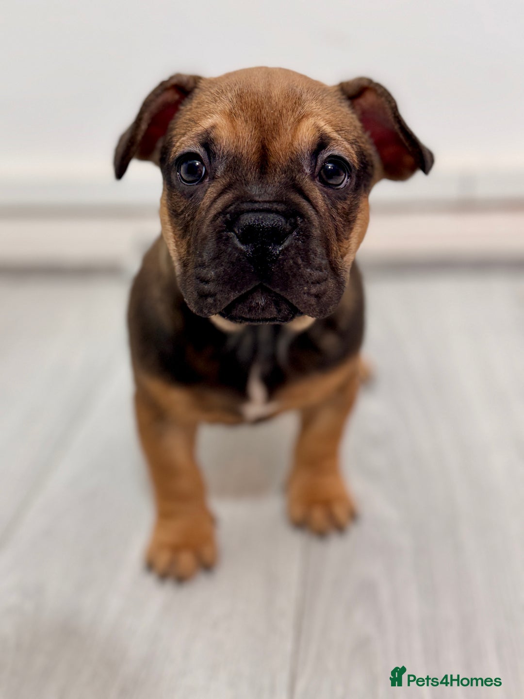 Mixed Breed dogs for sale: French Bulldog x Standard Bully Pups - Advert 2
