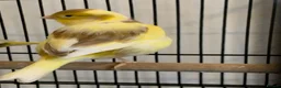 Canaries birds for sale: Fife canaries  - Advert 11