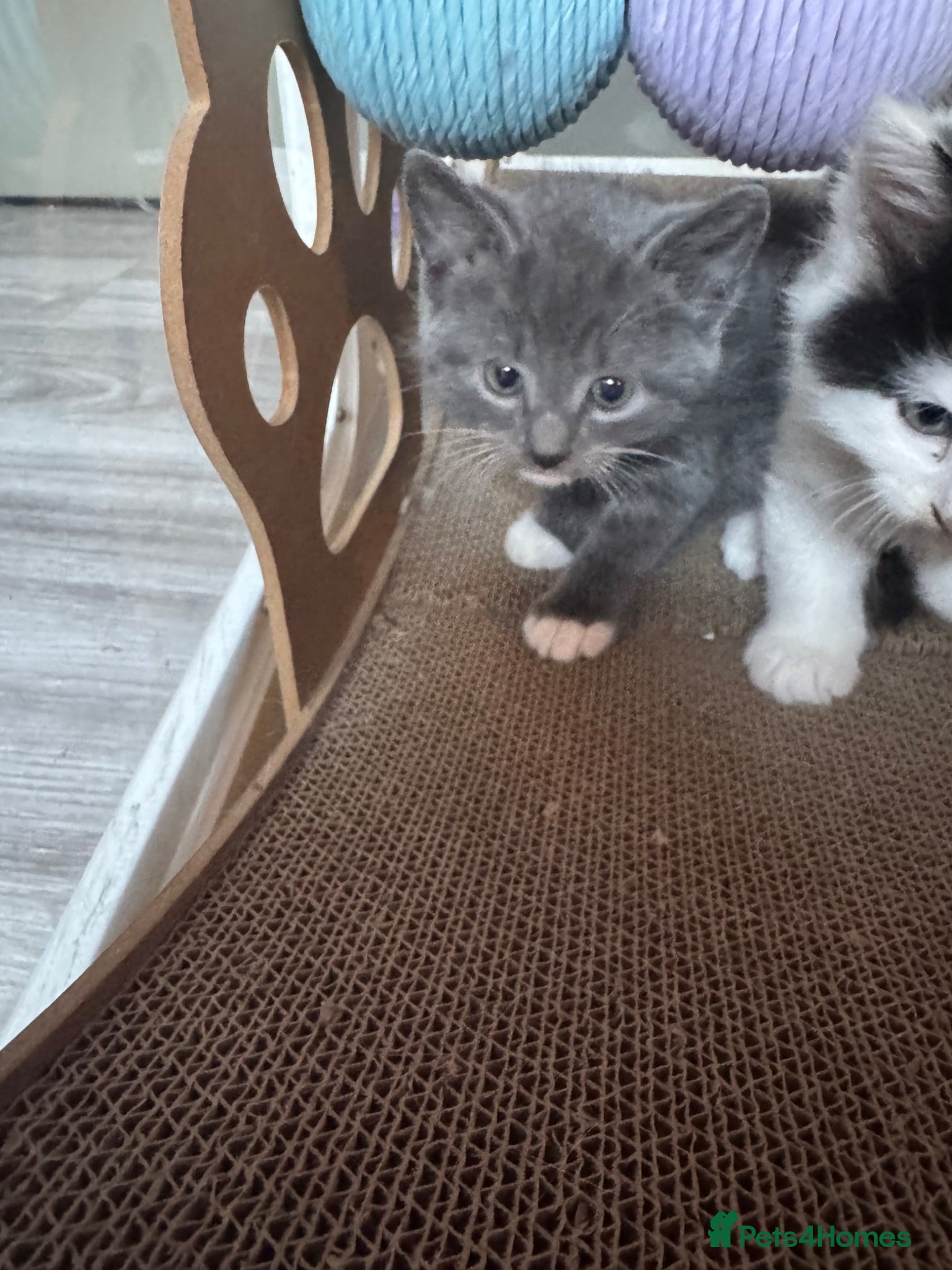 Mixed Breed cats Beautiful half Maine coon grey / black and white  - Advert 5
