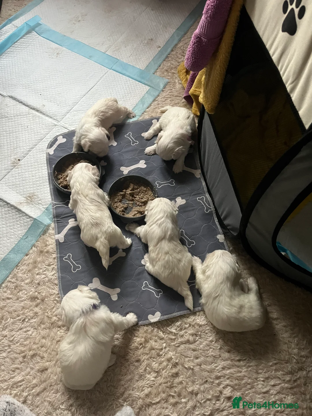 Maltese dogs for sale: Maltese babies - Advert 8