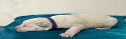 German Shepherd dogs for sale: EXCEPTIONAL WHITE GERMAN SHEPHERD PUPPIES FOR SALE - Advert 12