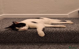 Domestic Shorthair cats for sale: Aston The Cat - Image 2