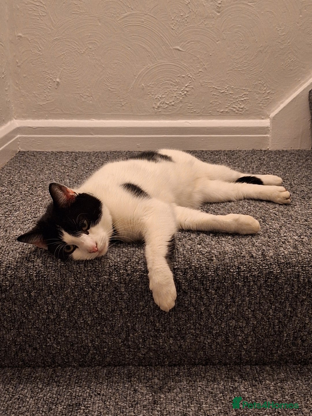 Domestic Shorthair cats for sale: Aston The Cat - Image 2