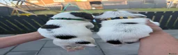 English Springer Spaniel dogs for sale: Quality English Working Springer Spaniel Puppies - Advert 12