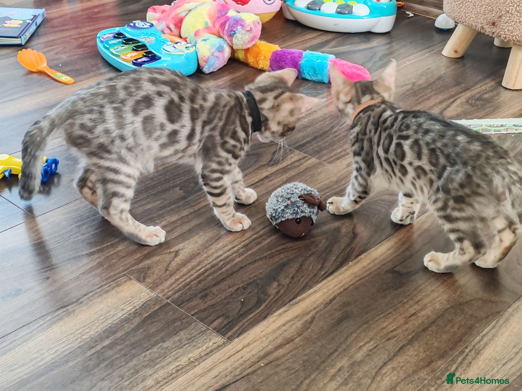 Bengal cats Bengal kittens - 2 grey boys - Advert 1