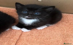 Turkish Angora cats for sale: Turkish Angora Type  - Image 2