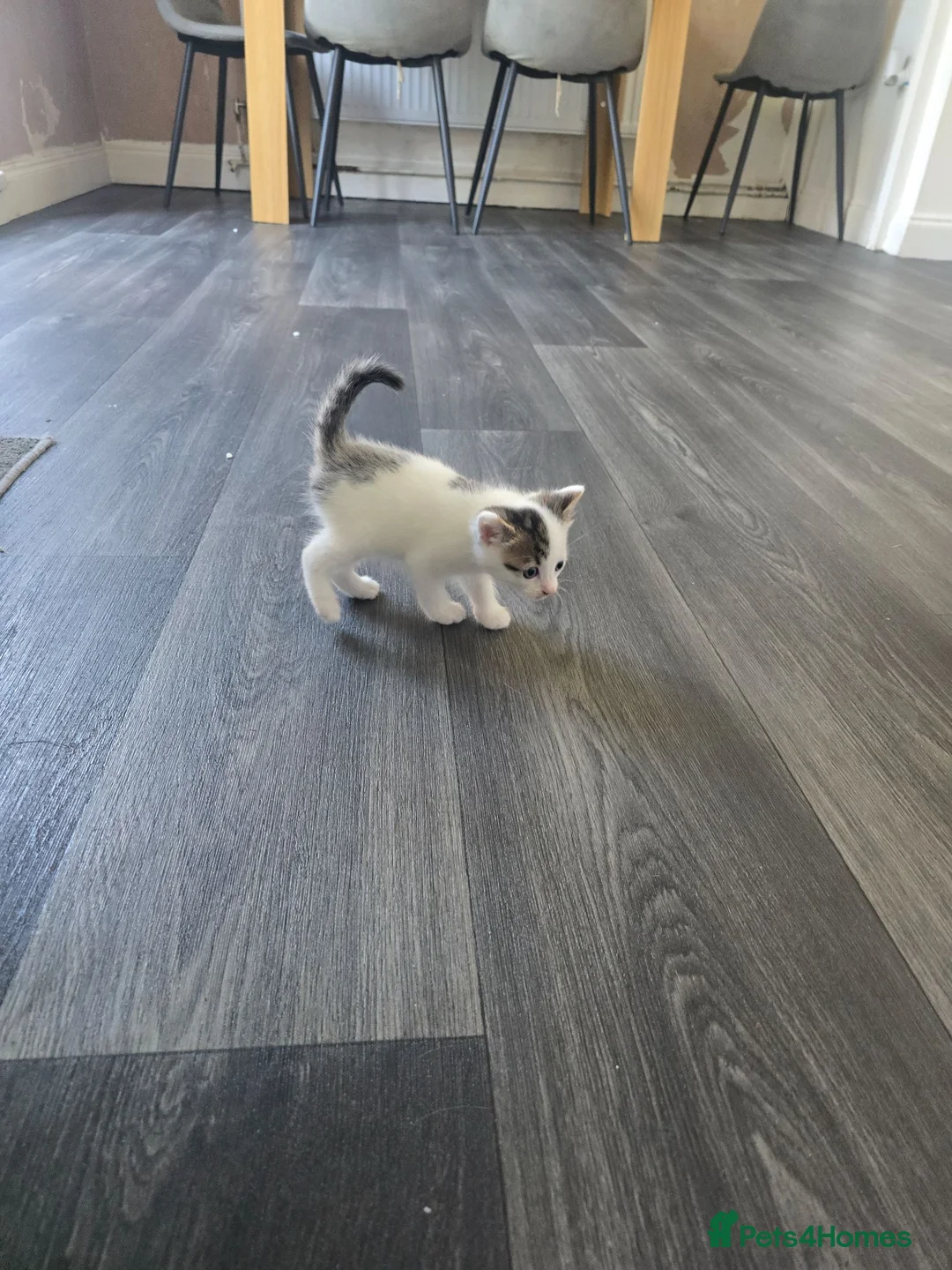 Mixed Breed cats for sale: beautifull kittens - Advert 2