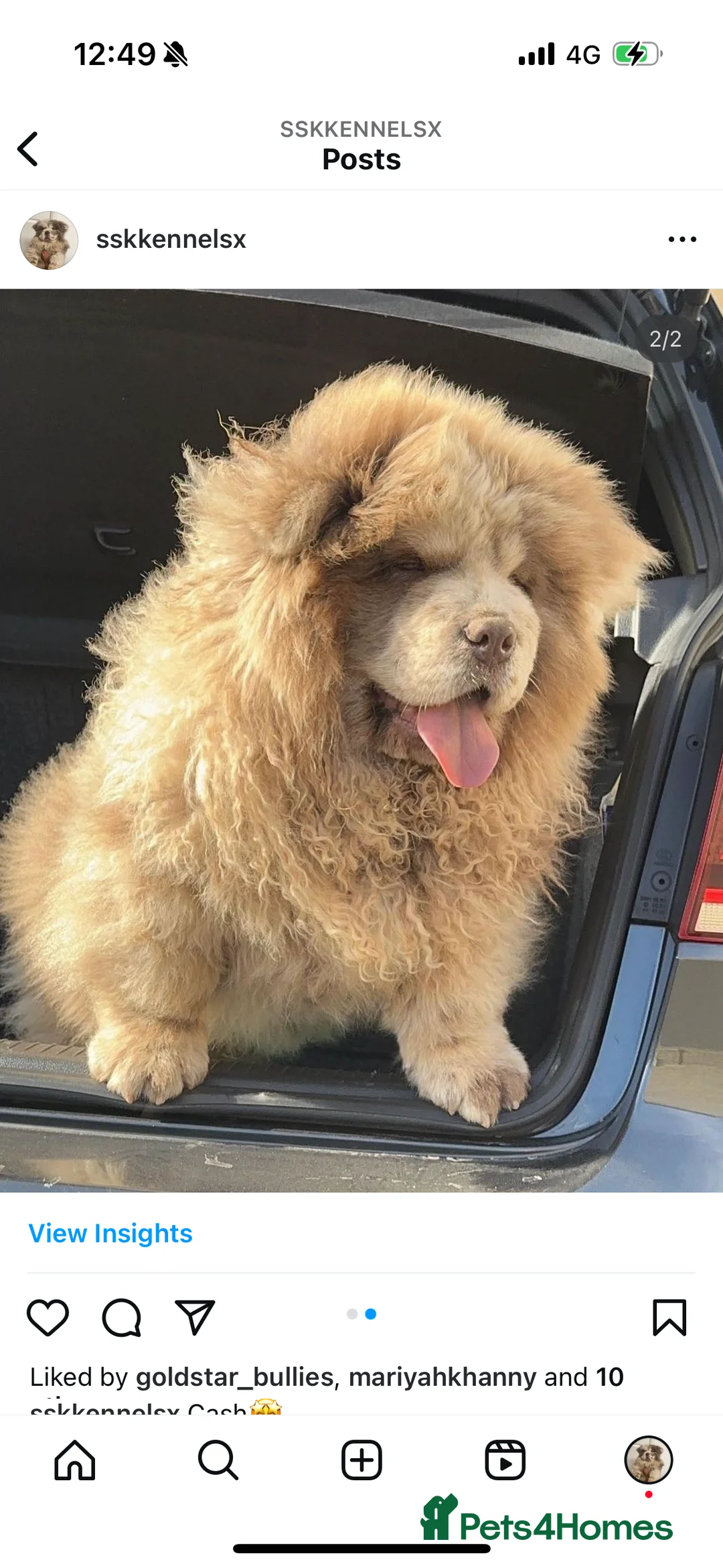 Chow Chow dogs for stud: CASH LILAC MERLE CHOW CHOW STUD  in Bradford - Advert 4