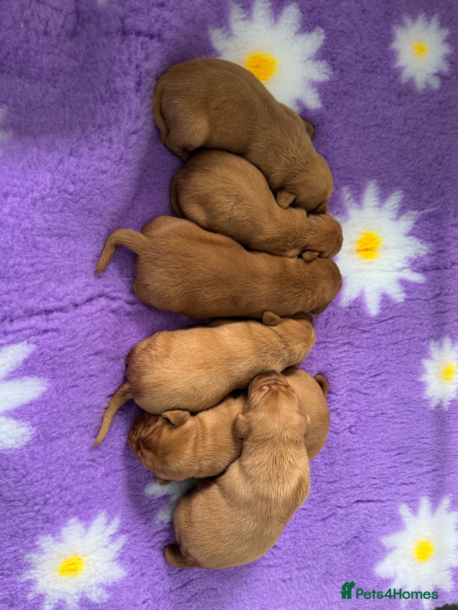 Labrador Retriever dogs KC litter of Fox Red Labradors  - Advert 2