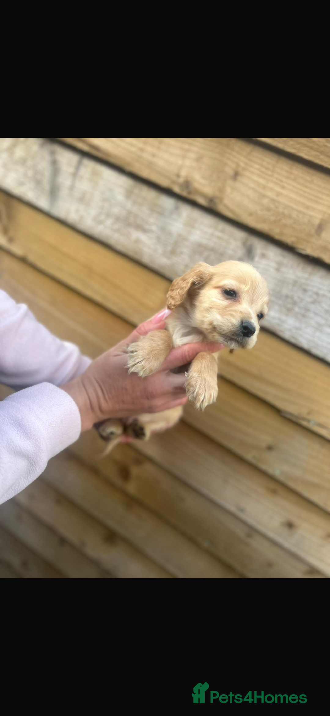 Cockapoo dogs for sale: COCKAPOO PUPPIES  - Advert 6