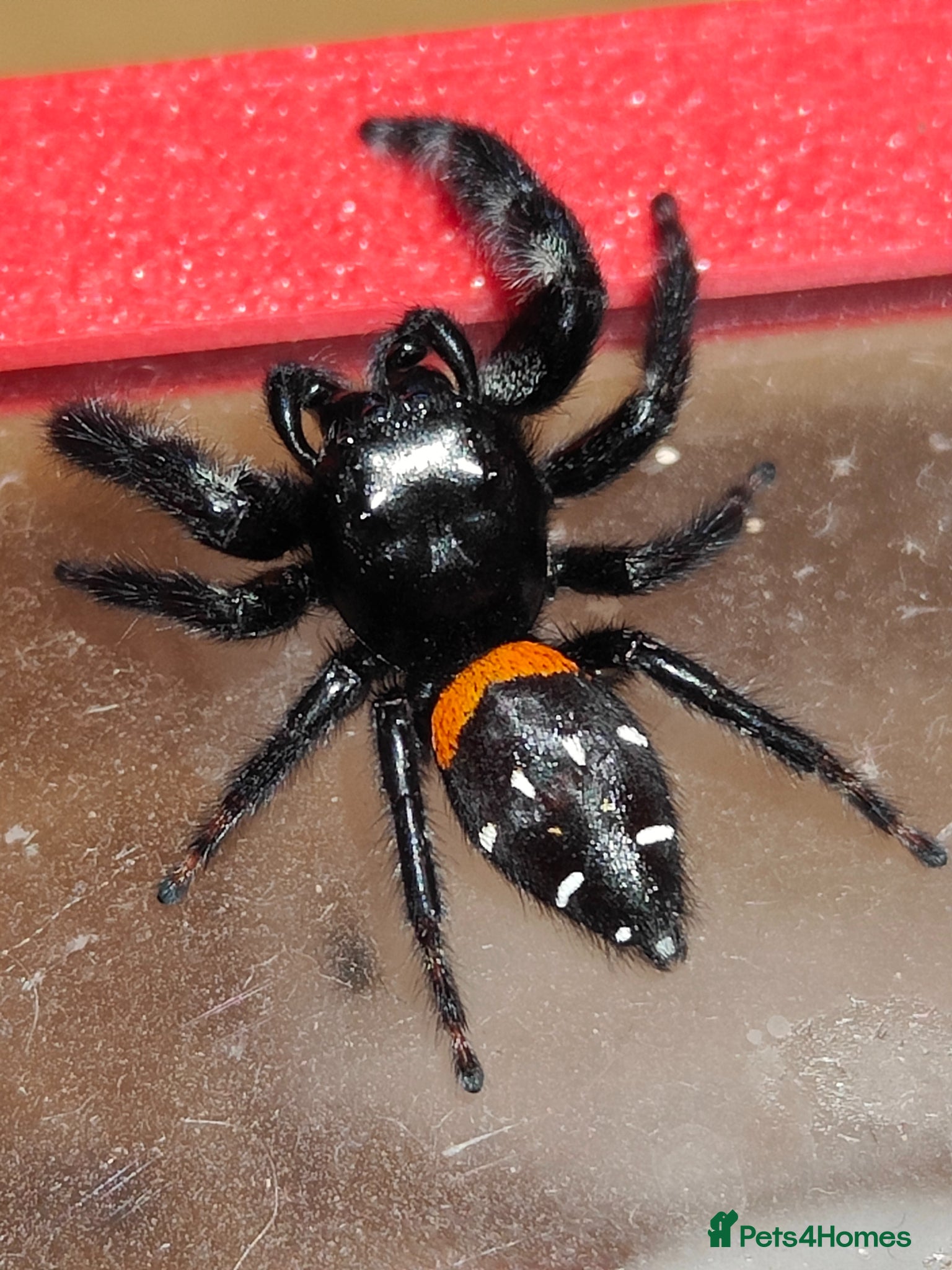 Spiders invertebrates Jumping spiders/P.basilis/ - Advert 6