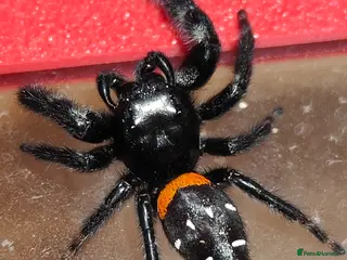 Spiders invertebrates Jumping spiders/P.basilis/ - Advert 6