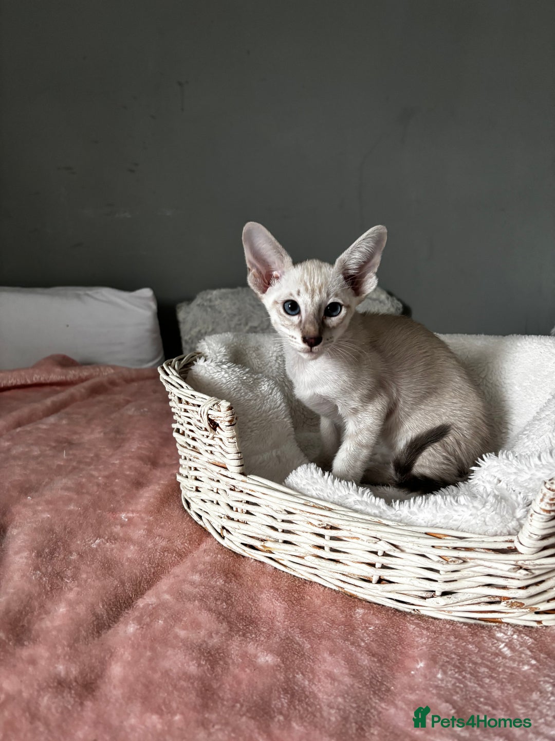 Oriental cats for sale: Pure breed Oriental kittens  - Image 10