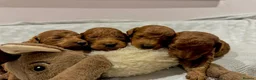 Toy Poodle dogs for sale: Fox Red Toy Poodles Ready 8th July - Advert 3