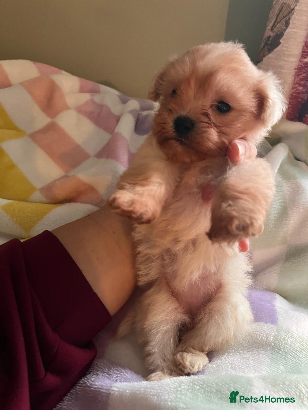 Maltipoo dogs for sale: Tea cup/ pocket puppy Maltipoo girl 🩷 - Image 26