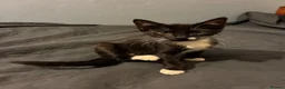 Mixed Breed cats for sale: Black and white kitten  - Advert 3