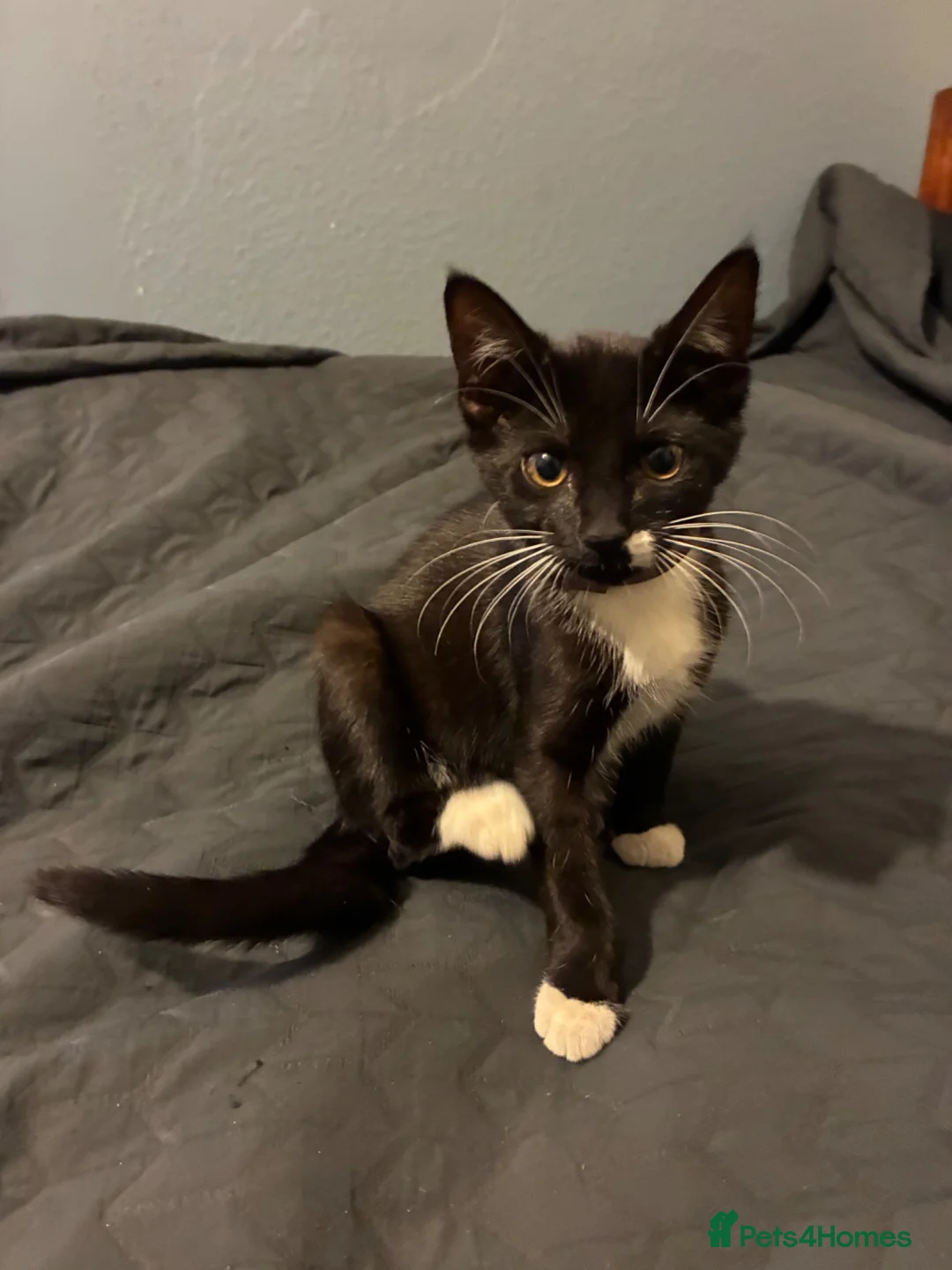 Mixed Breed cats for sale: Black and white kitten  - Advert 3