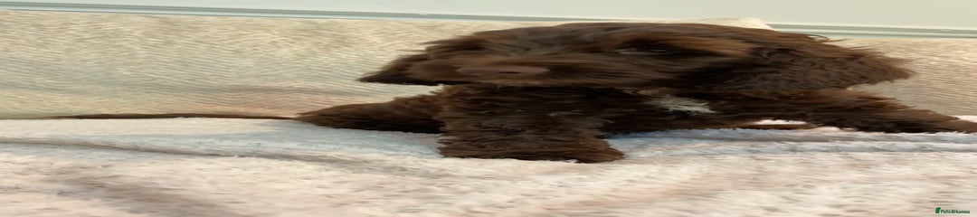 Cockapoo Puppy 4