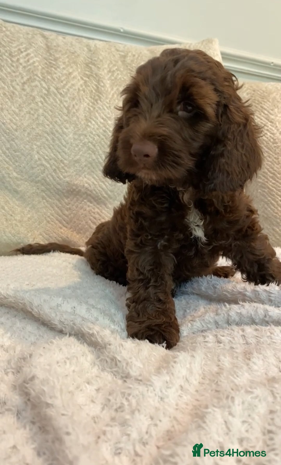 Cockapoo dogs for sale: F1B cockapoos READY TO LEAVE - Image 1