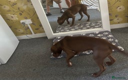American Bull Staffy dogs for sale: Rio - a beautiful caramel coloured girl.  - Image 4