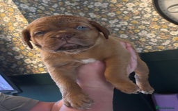 Dogue De Bordeaux dogs for sale: 6 stunning chunky Douge de Bordeux pups - Image 16