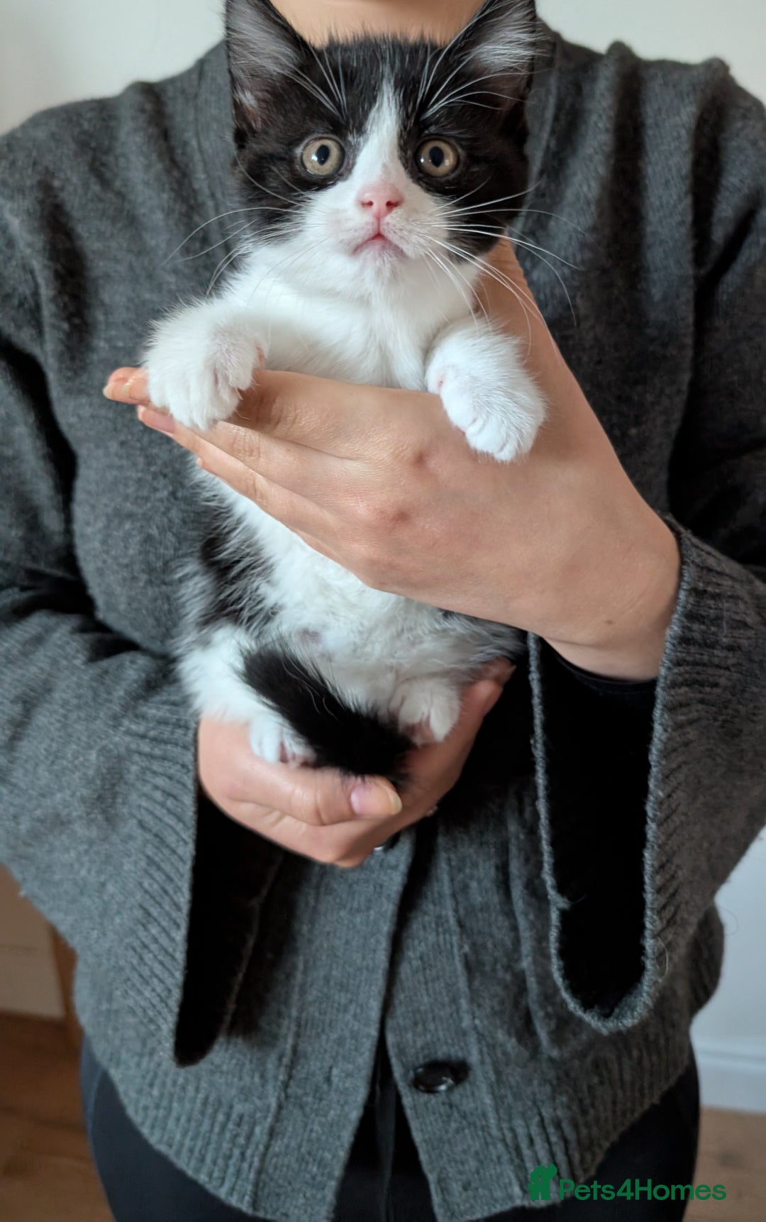 Mixed Breed cats for sale: Adorable Kittens - Litter Trained - Image 4