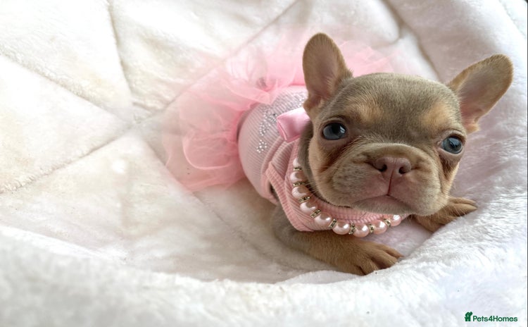 French Bulldog dogs - Advert 12