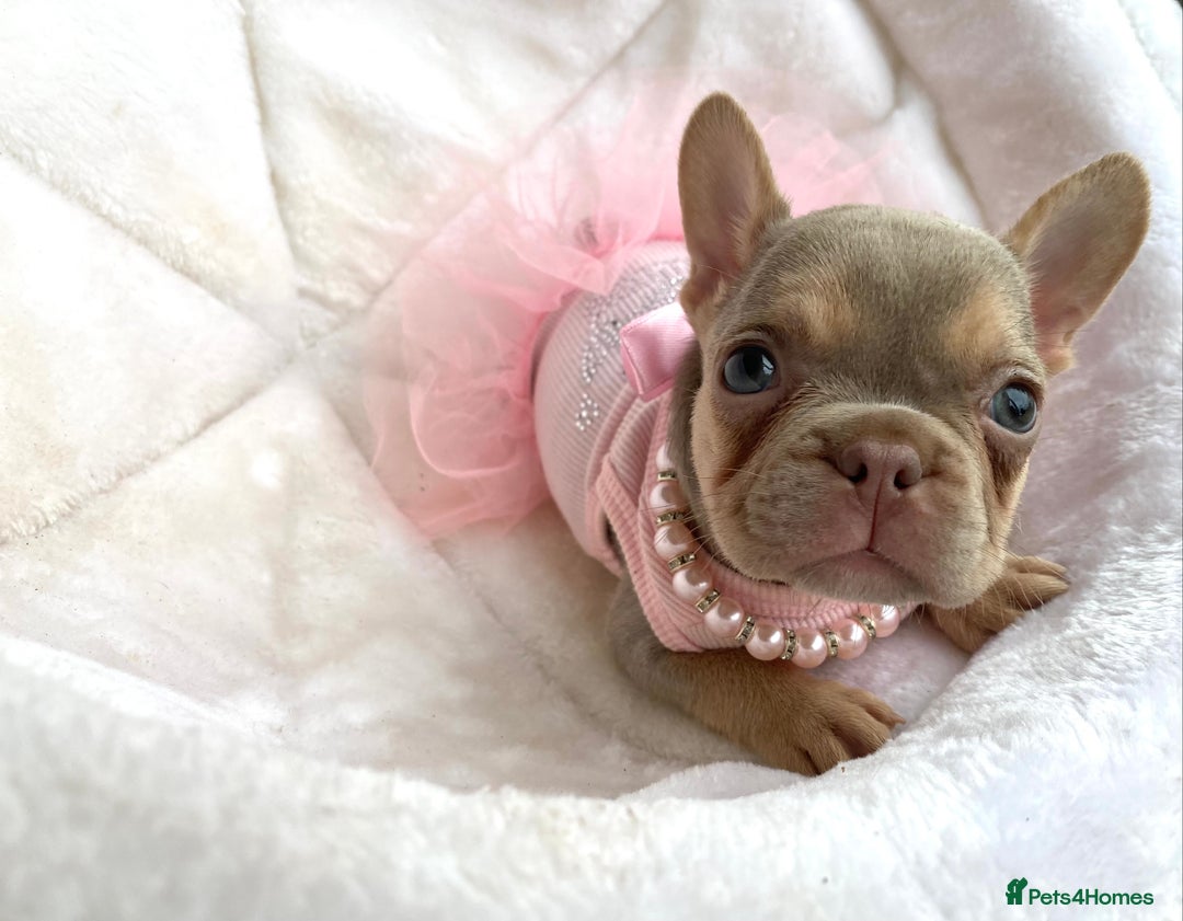 French Bulldog dogs for sale: NEWSHADE ISABELLA MALE FRENCH BULLDOGS - Image 4
