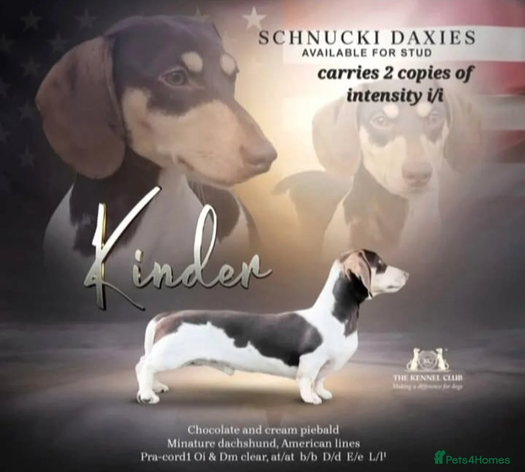 Miniature Dachshund dogs for sale: 🩵 3 boys left 🩵  ready to leave in 5 days 🩵  - Advert 2