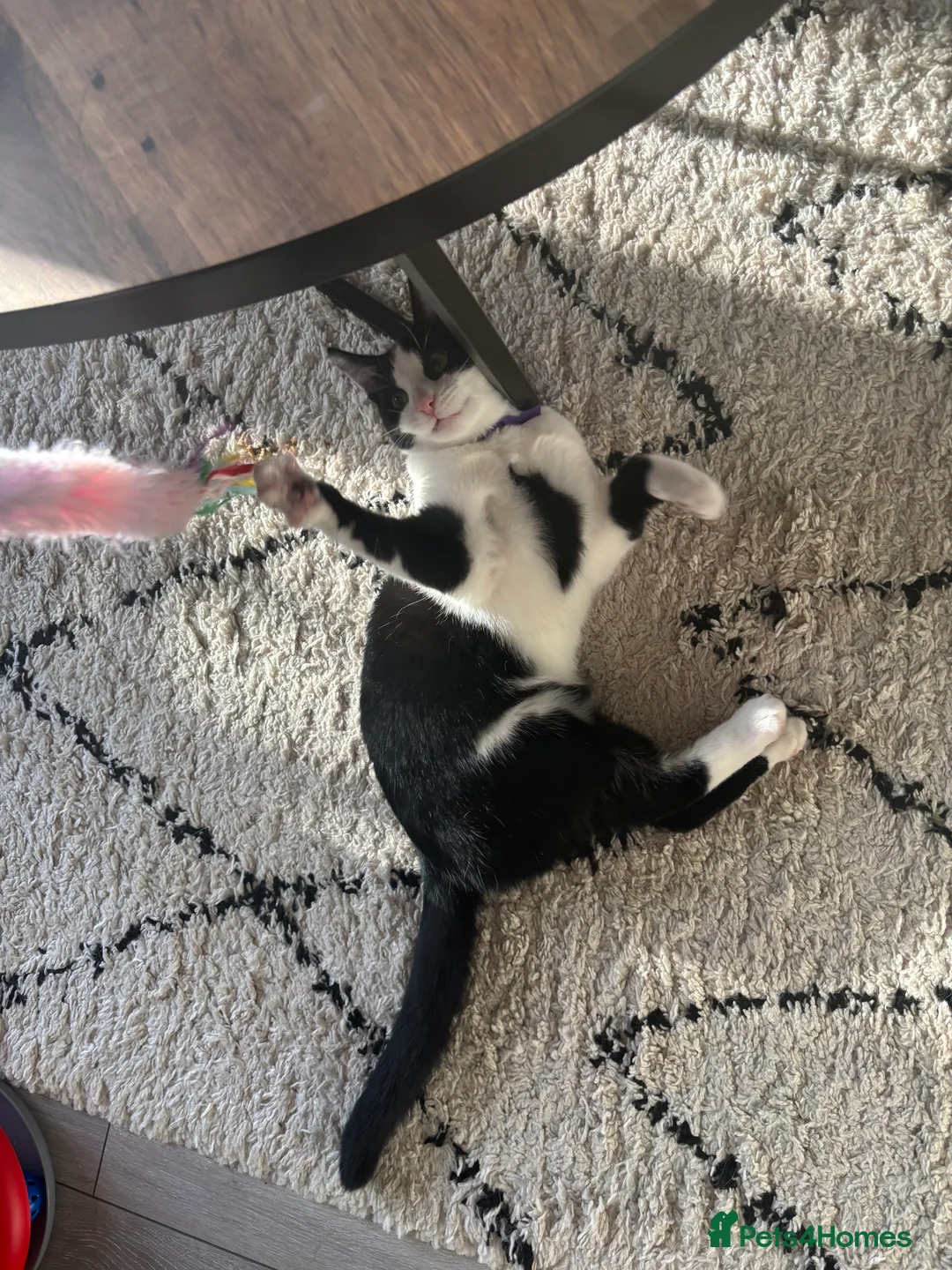 Domestic Shorthair cats for sale: Tuxedo 7 month Cat Boy For Sale  - Advert 2