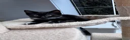 Mixed Breed cats for sale: Kitten  in Dagenham - Advert 7