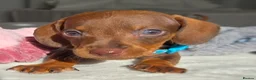 Miniature Dachshund dogs for sale: 🤎 Gorgeous Daxies_Mini Dachshunds 🤎 - Advert 7