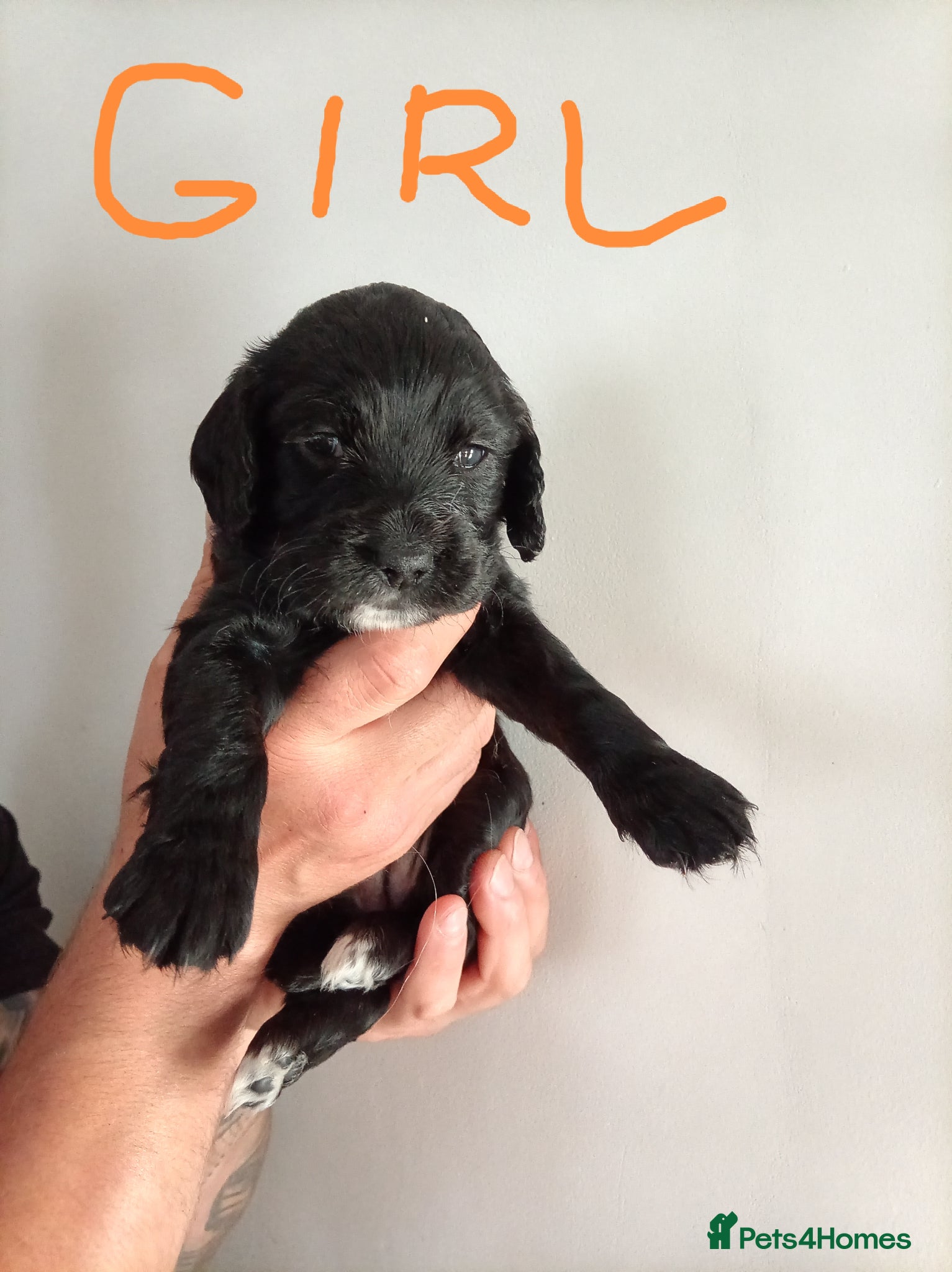 English Springer Spaniel dogs for sale: Springiel spaniel  - Advert 10