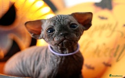 Sphynx cats for sale: Sphynx Black Solid Girls  - Advert 14