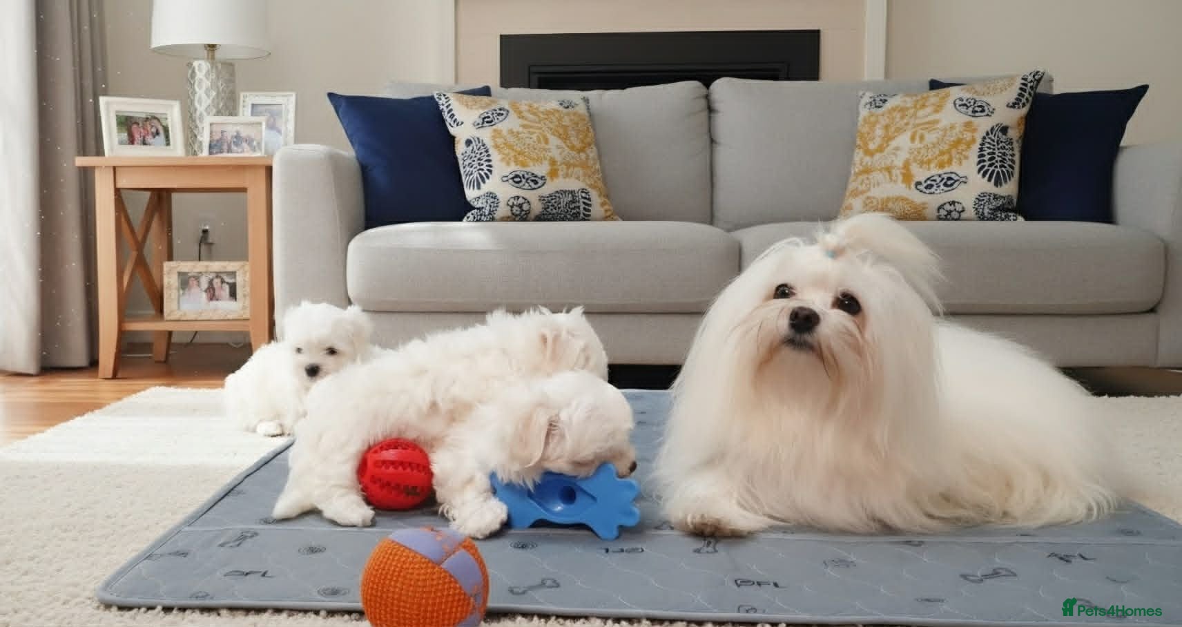 Maltese dogs Adorable Korean Matlese Puppies - Advert 2