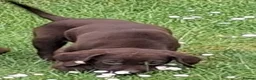 Labrador Retriever dogs for sale: Fantastic labrador pups  - Advert 9
