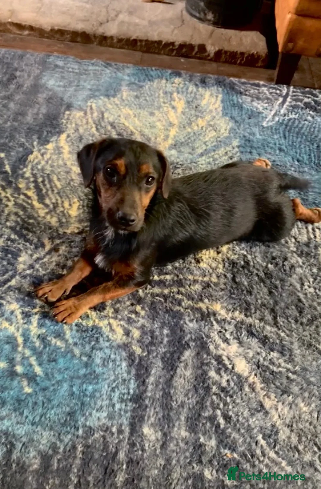 Jackshund dogs for sale: ❤️Loving Home Wanted For Our Lovely Daisy❤️ - Advert 3