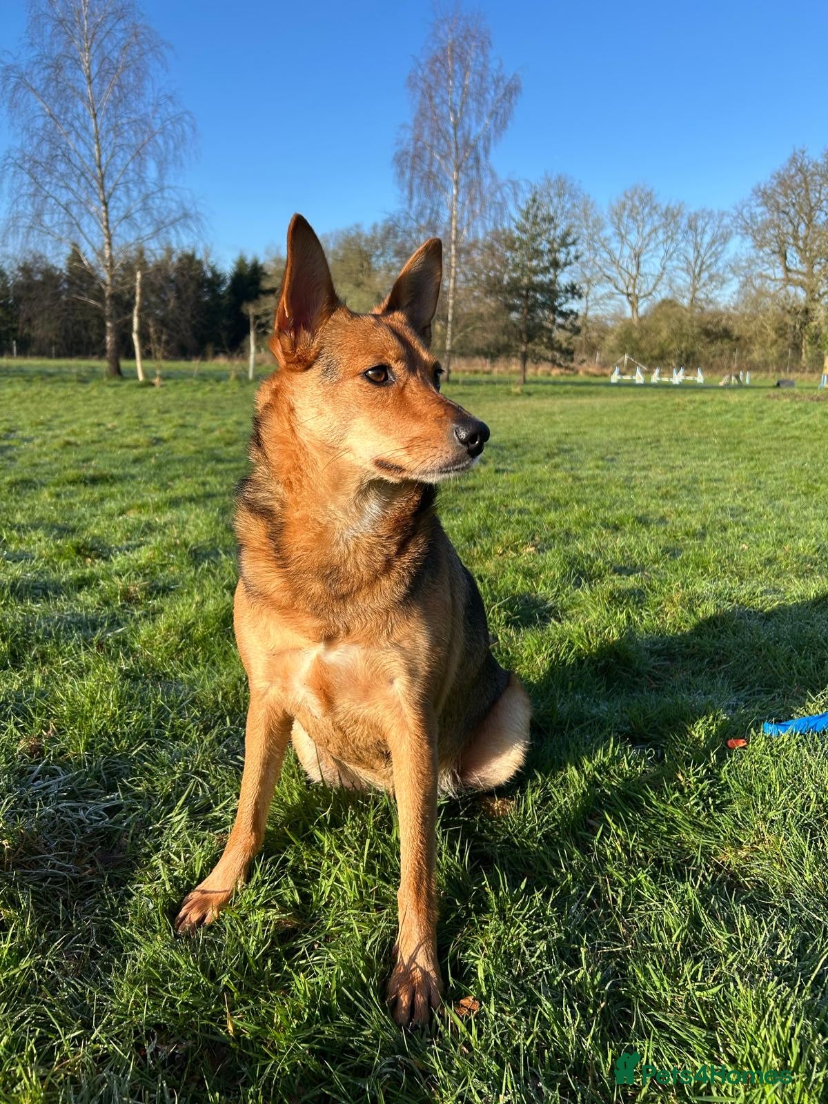 Mixed Breed dogs ❤️ MINNIE-2-year-old low-medium girl  - Advert 1