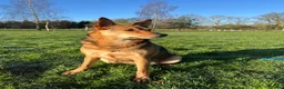 Mixed Breed dogs for adoption: ❤️ MINNIE-2-year-old low-medium girl  - Advert 4