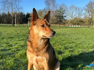 Mixed Breed dogs ❤️ MINNIE-2-year-old low-medium girl - Advert 1