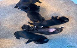 Borador dogs for sale: Labrador X Collie pups - Image 5